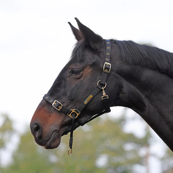 ARMA Control Headcollar