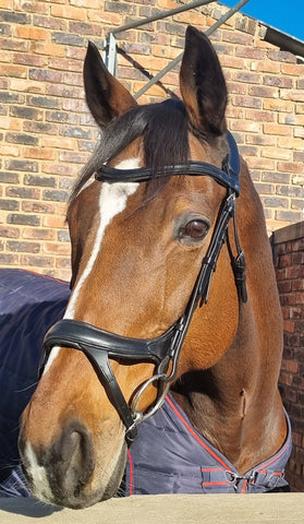 Bridle Anatomic Padded