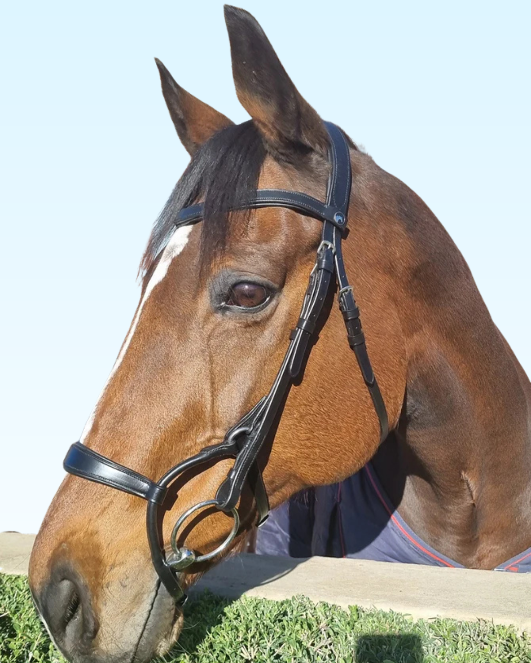 Anatomic Rolled Bridle
