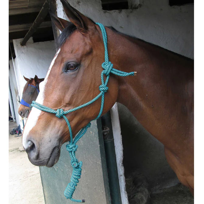 Rope Halter and Lead