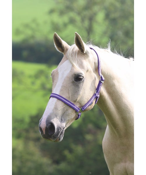 Wessex Headcollar