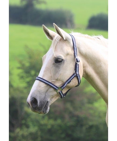 Wessex Headcollar