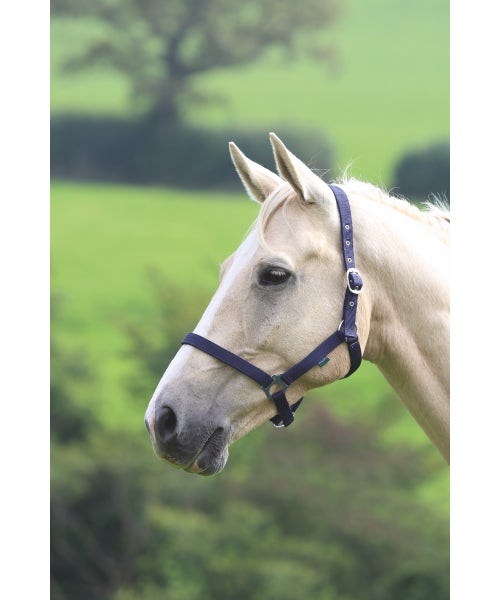 Wessex Headcollar