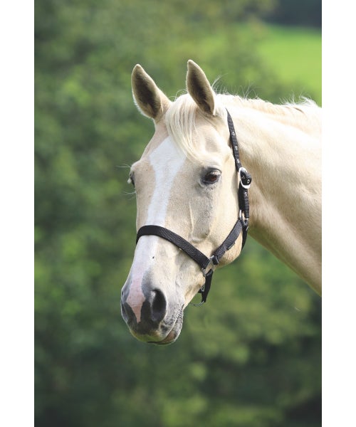 Wessex Headcollar