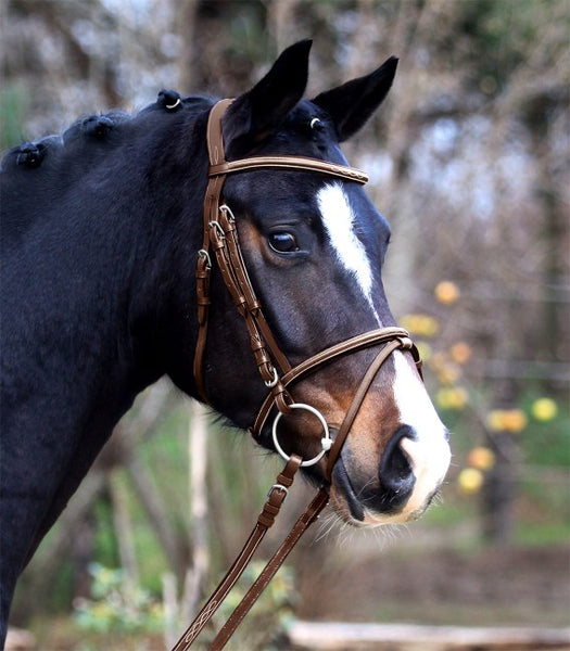 Waldhausen X-Line Santander Bridle