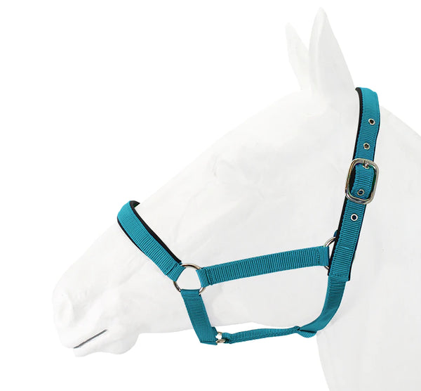 Exim Padded Halter with Lead