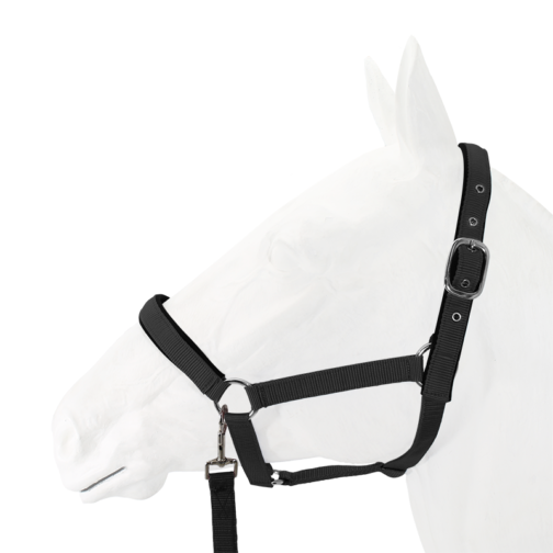Exim Padded Halter with Lead