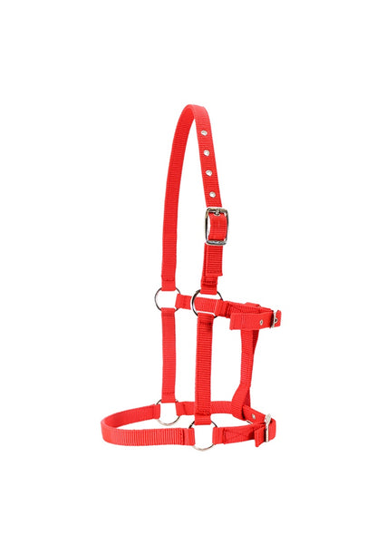 Foal Halter