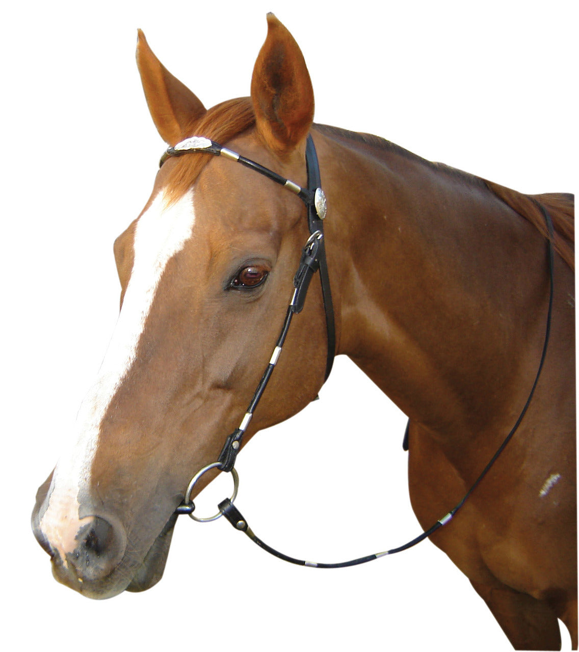 Western Bridle Poco